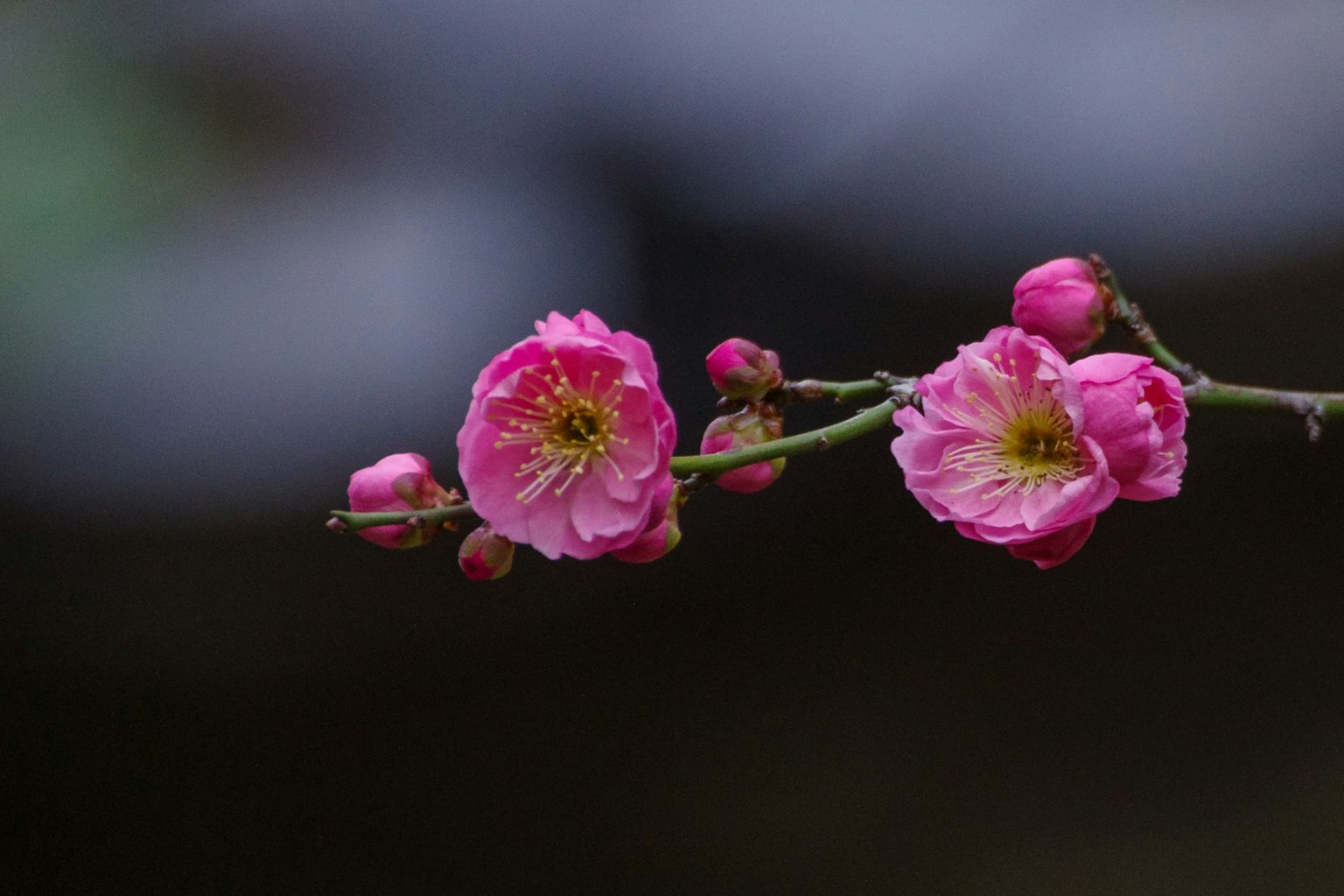 Primer plano de una rama con flores rosas en flor