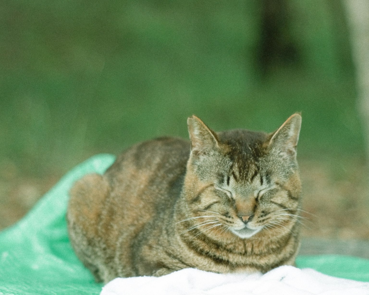 Eine Katze, die auf einem grünen Hintergrund mit einem weißen Tuch ruht