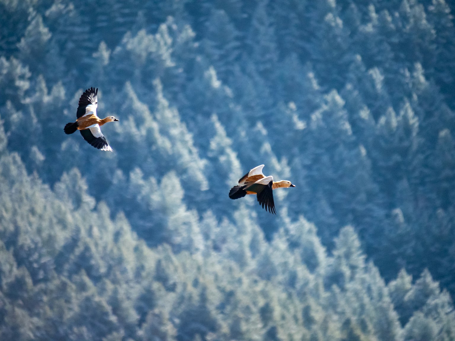 Zwei Vögel fliegen vor einem Hintergrund aus blauen Wäldern