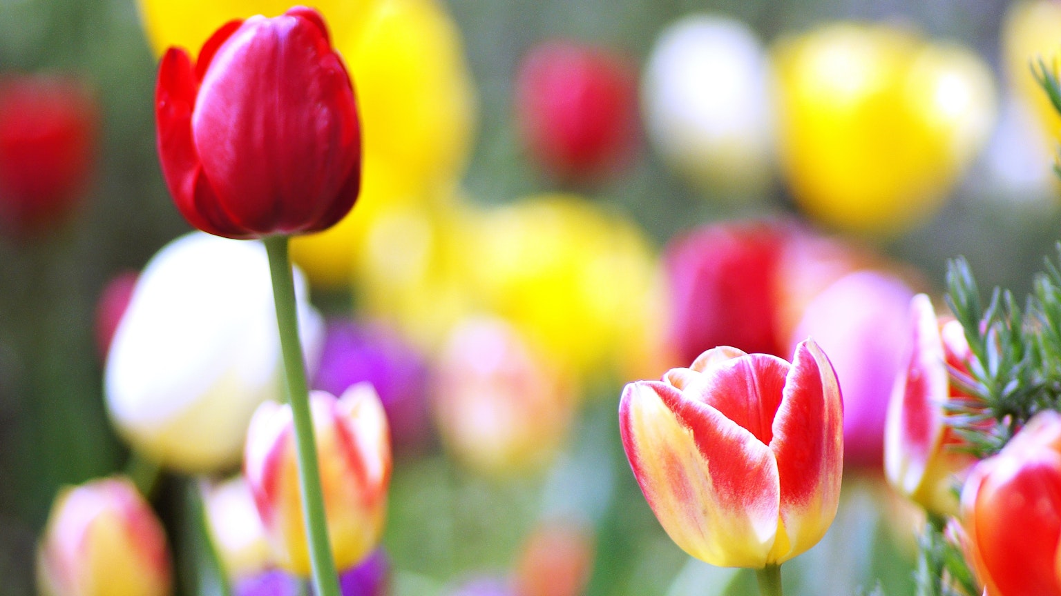 Bunte Tulpenblüten in einem Garten