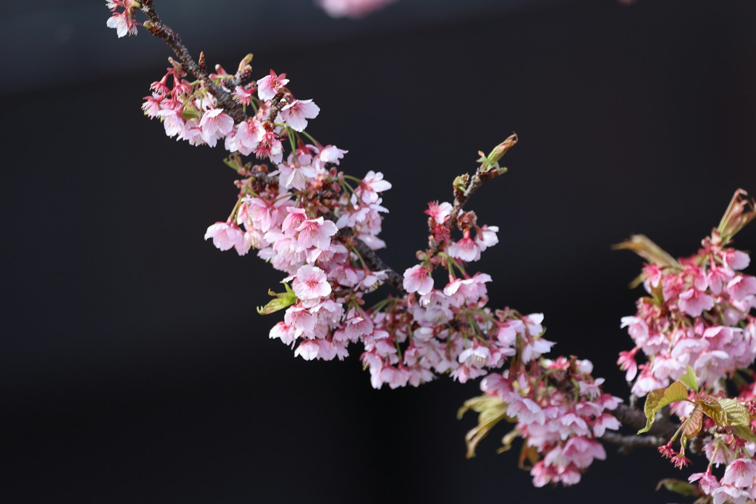 特寫鏡頭顯示一枝嬌嫩的粉色花朵