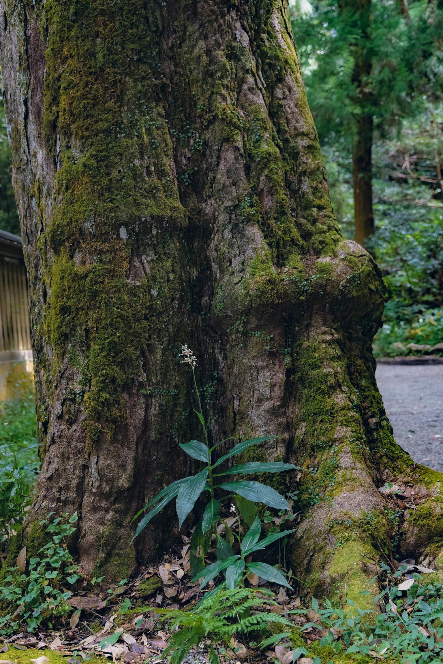 Tronco di albero grande coperto di muschio con piante verdi circostanti