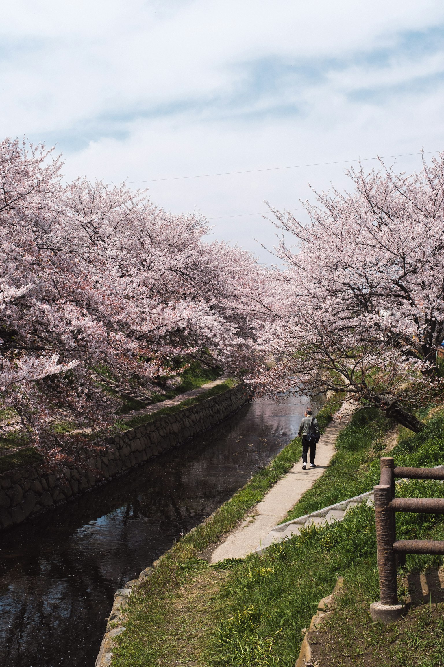 Person standing on a path beside a cherry blossom tree-lined river