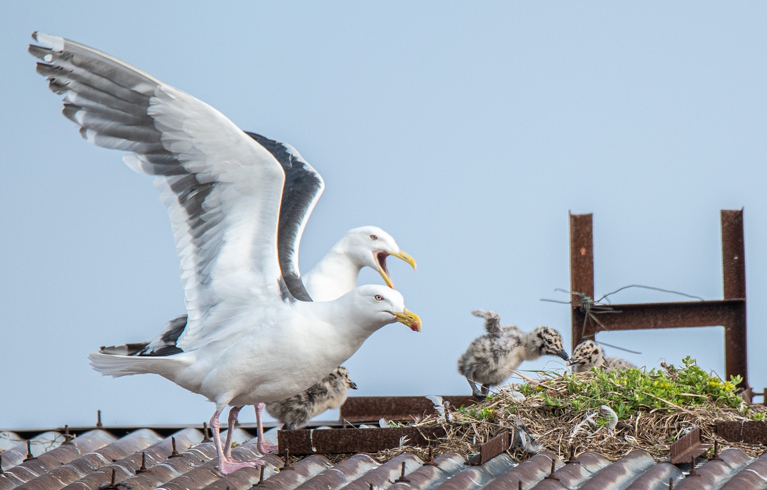 Image d'un parent de mouette et des poussins sur un toit