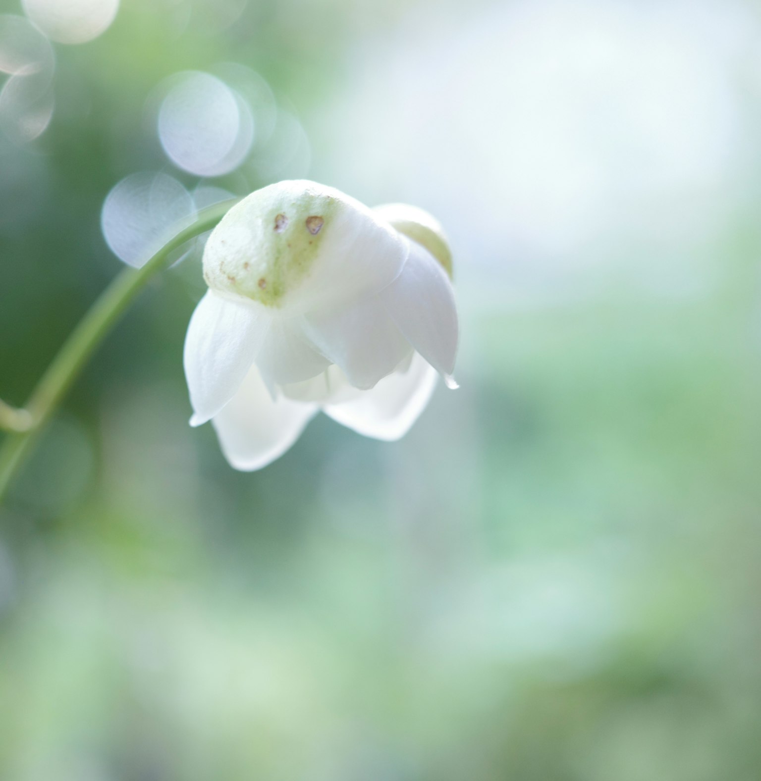 Một bông hoa trắng tinh tế với nền mờ mềm mại