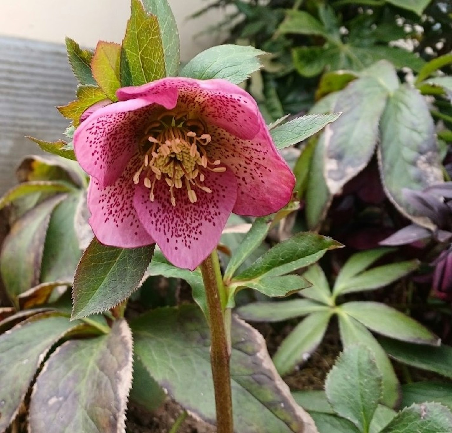 花园中粉色赫勒博尔斯花的照片