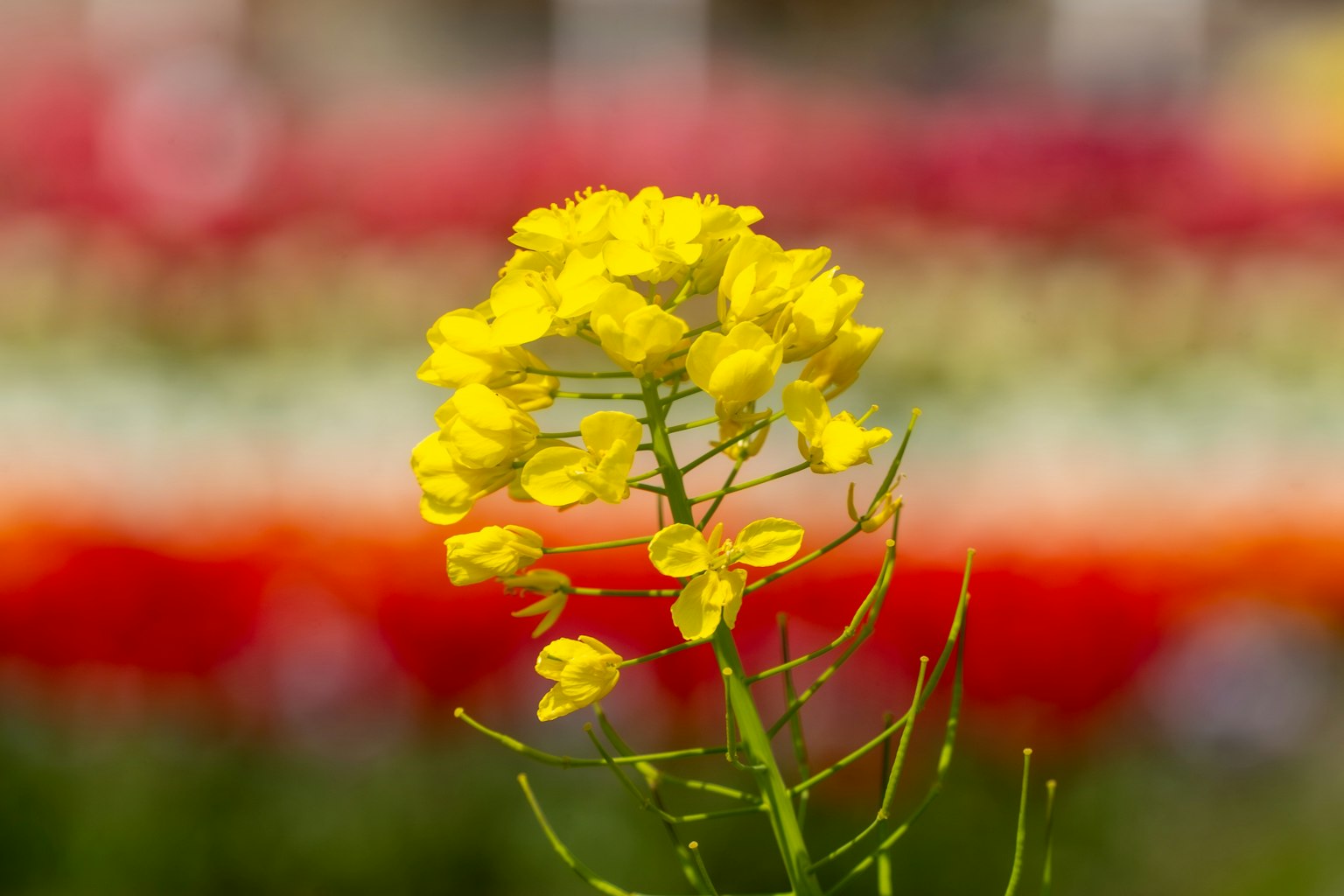 Une fleur jaune éclatante se détachant sur un fond flou coloré de diverses fleurs