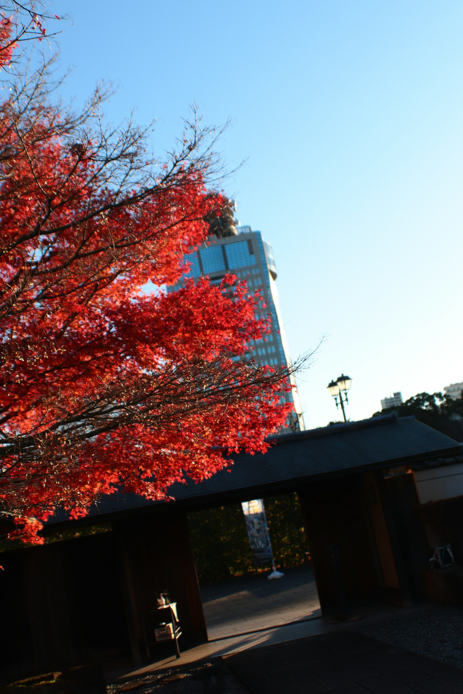 Scenic view of a red-leafed tree against a blue sky with a building in the background