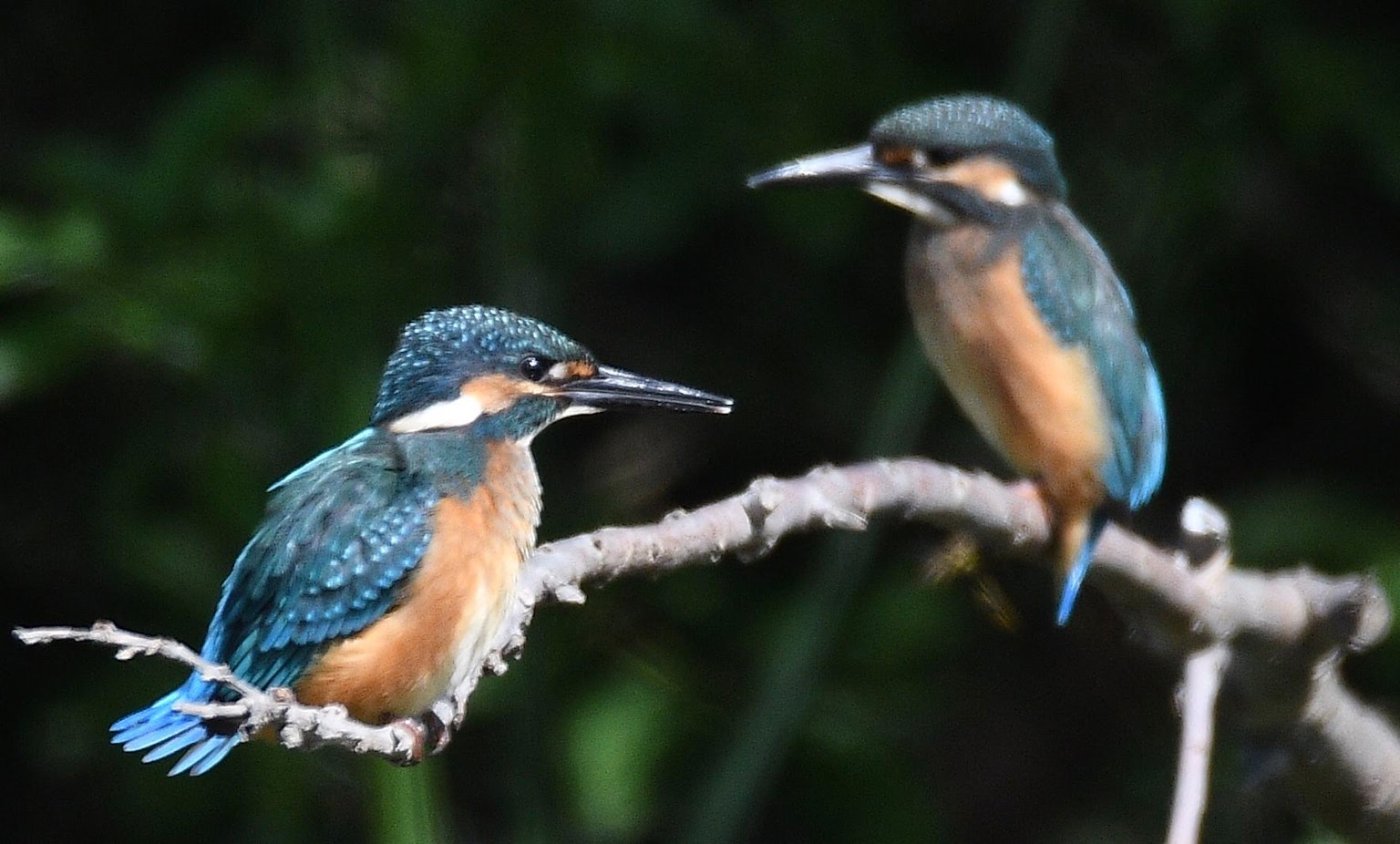 Zwei Eisvögel, die auf einem Ast mit grünem Hintergrund sitzen