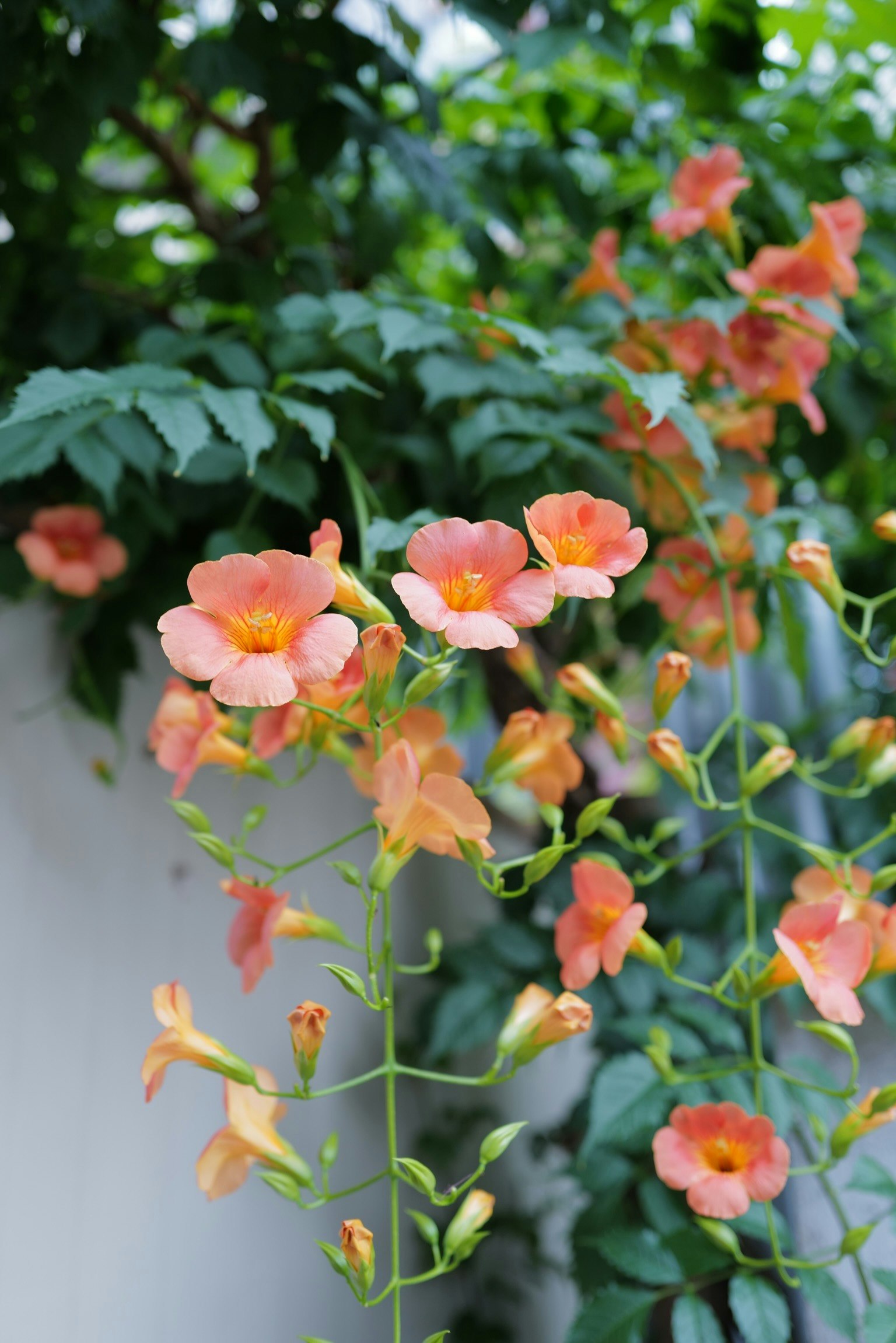 Primo piano di fiori arancioni su una pianta rampicante con foglie verdi sullo sfondo