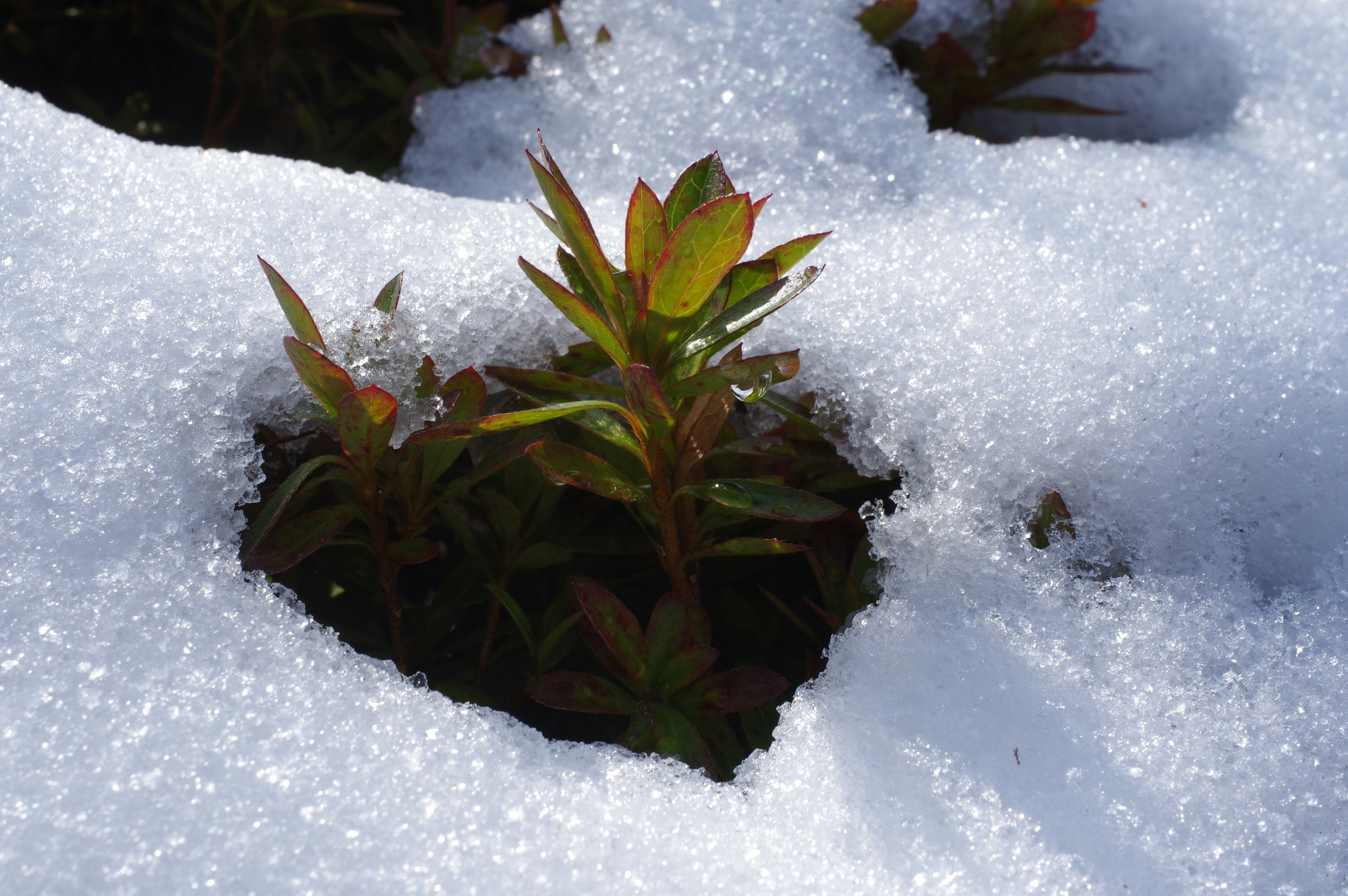 Fleurs d’azalée dans la neige