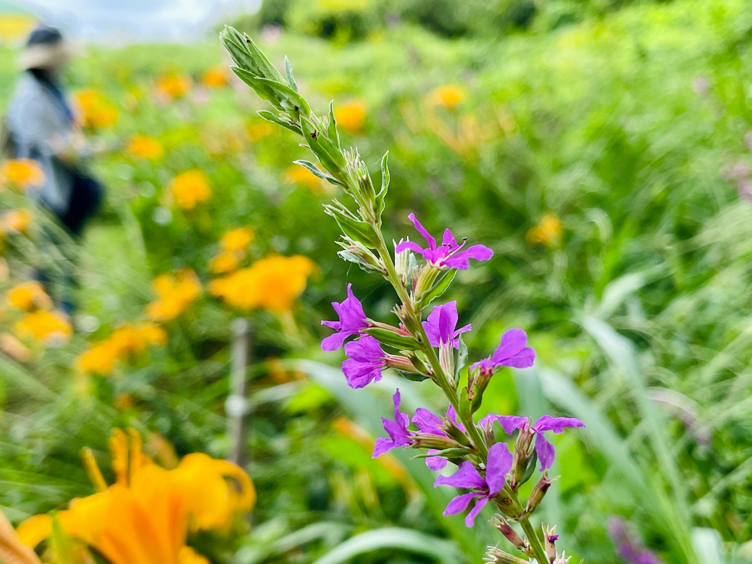 Purple flowers in a field with yellow flowers and a person in the background