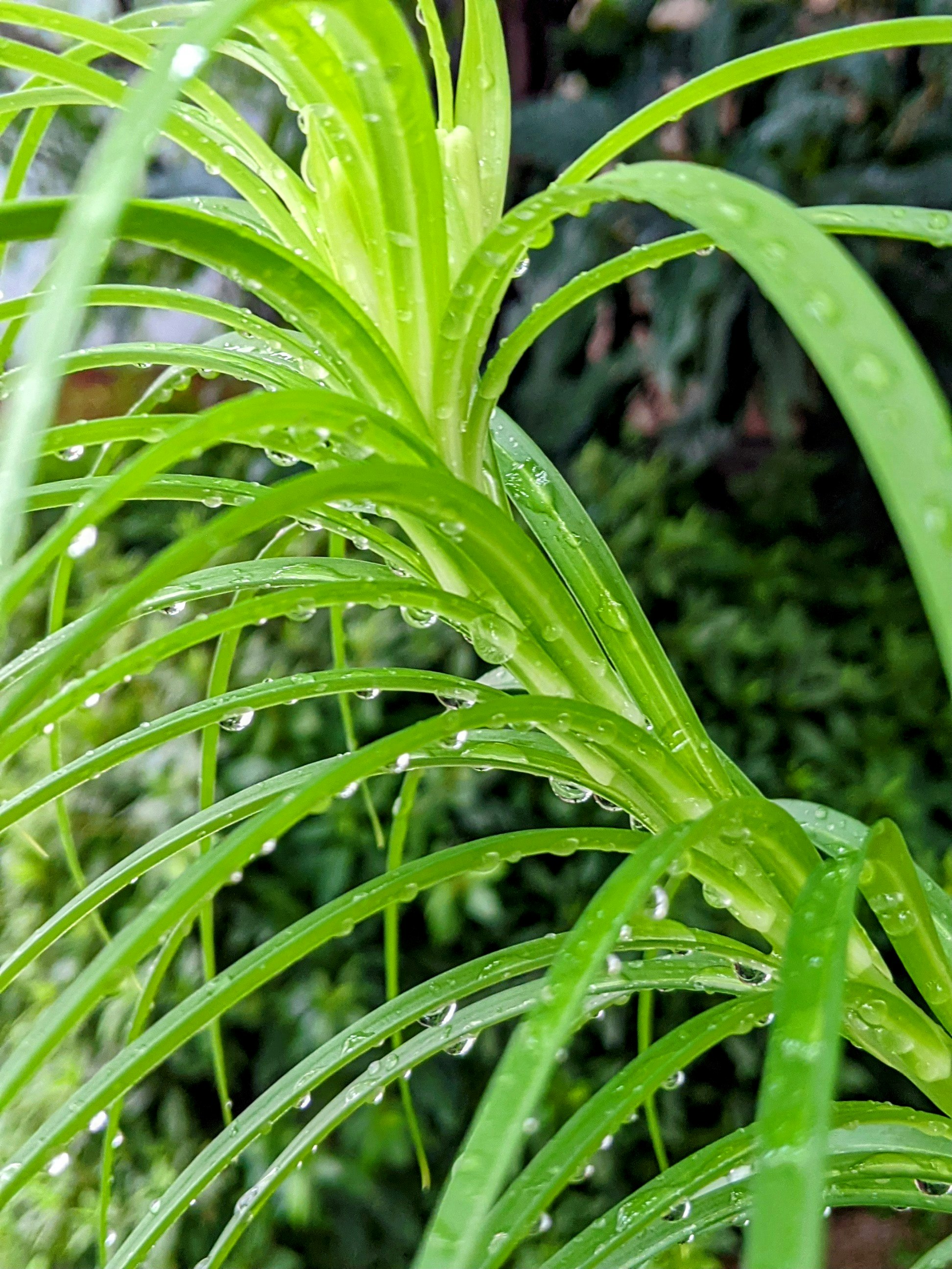 雨上がりの草木に滴る水滴のある若葉