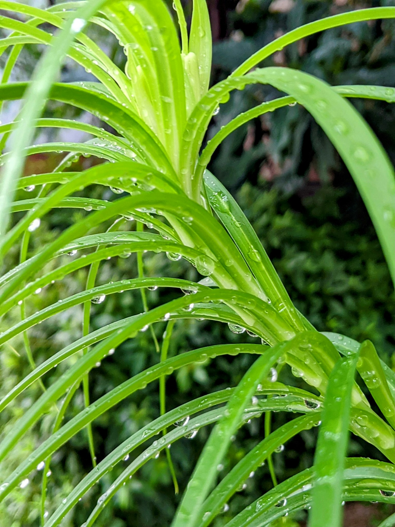 Cận cảnh lá cây xanh có giọt nước