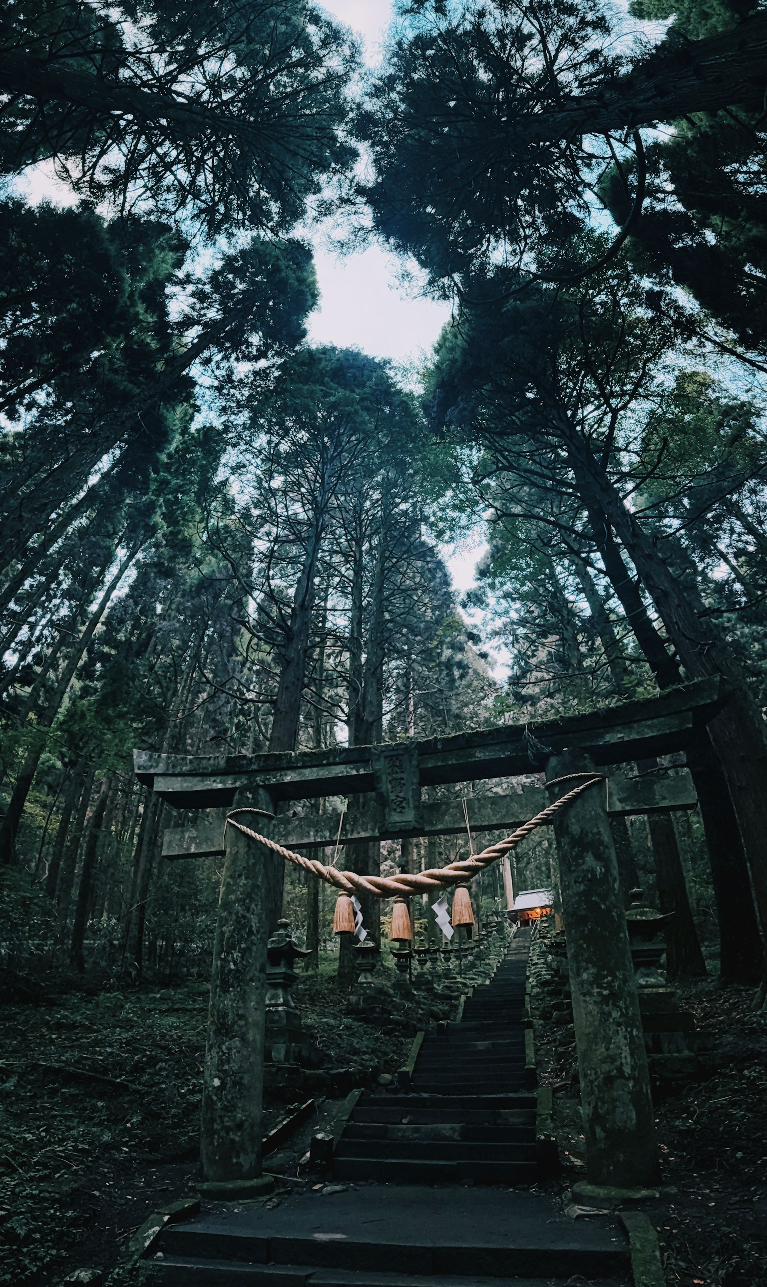 高い木々に囲まれた神社の鳥居と階段の風景