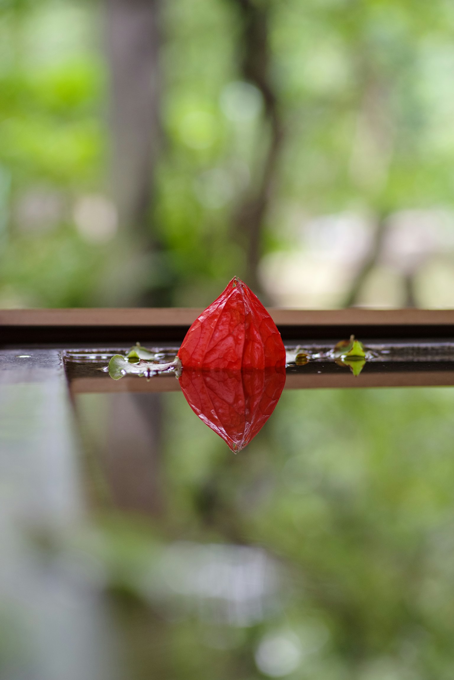 水面上漂浮的紅葉與綠色背景的反射