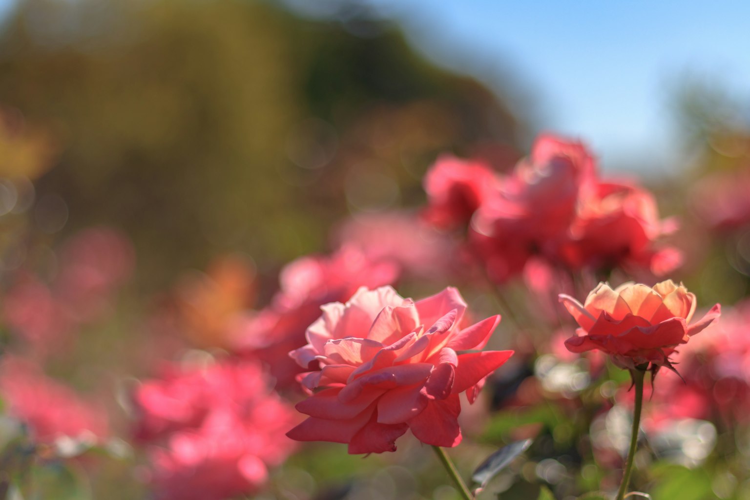 Close-up bunga mawar merah muda yang mekar di taman berwarna-warni