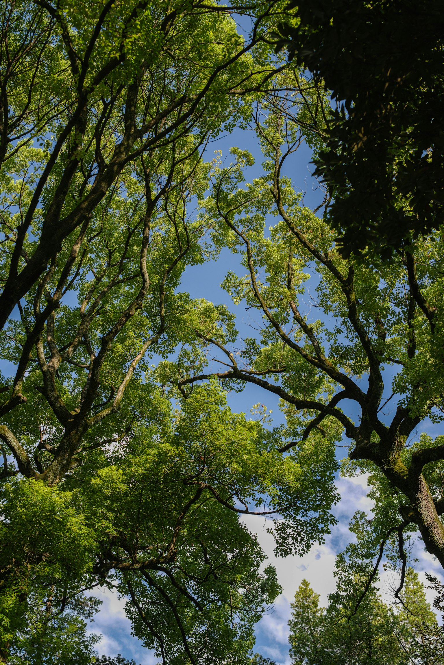 Vista de las copas de los árboles verdes contra un cielo azul