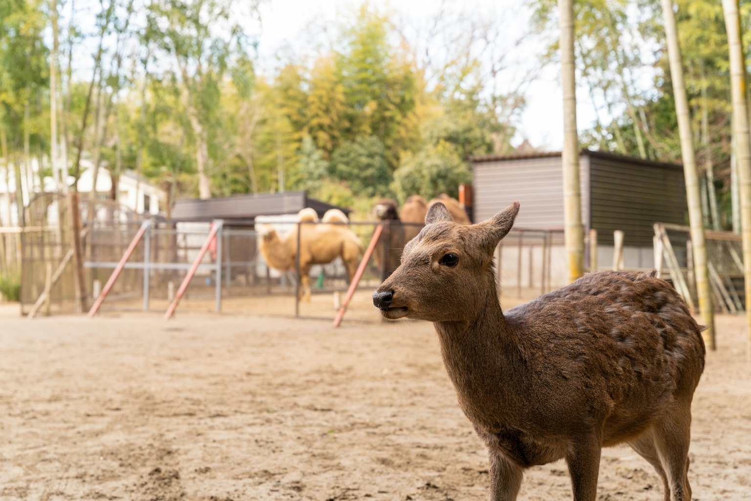 A young deer standing on sandy ground with livestock in the background