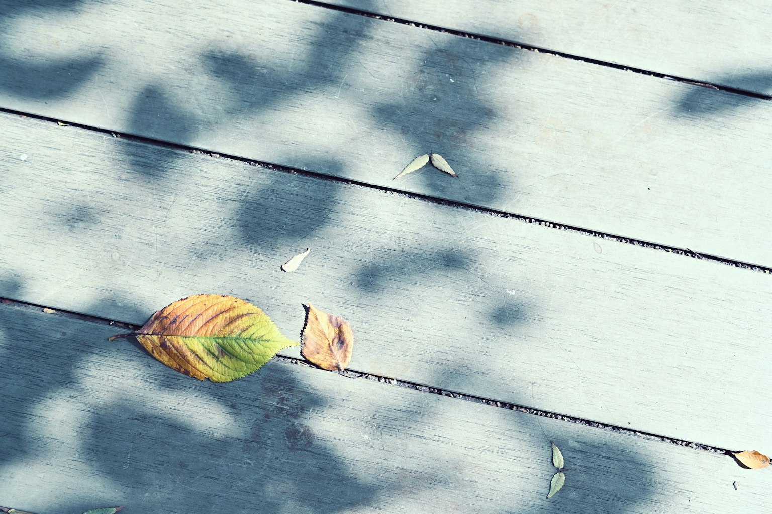 Colorful leaves on a blue wooden surface with shadows