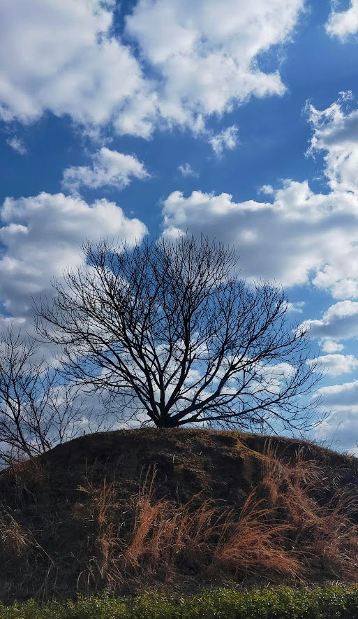 秋の丘に立つ枝の多い木と青空の雲