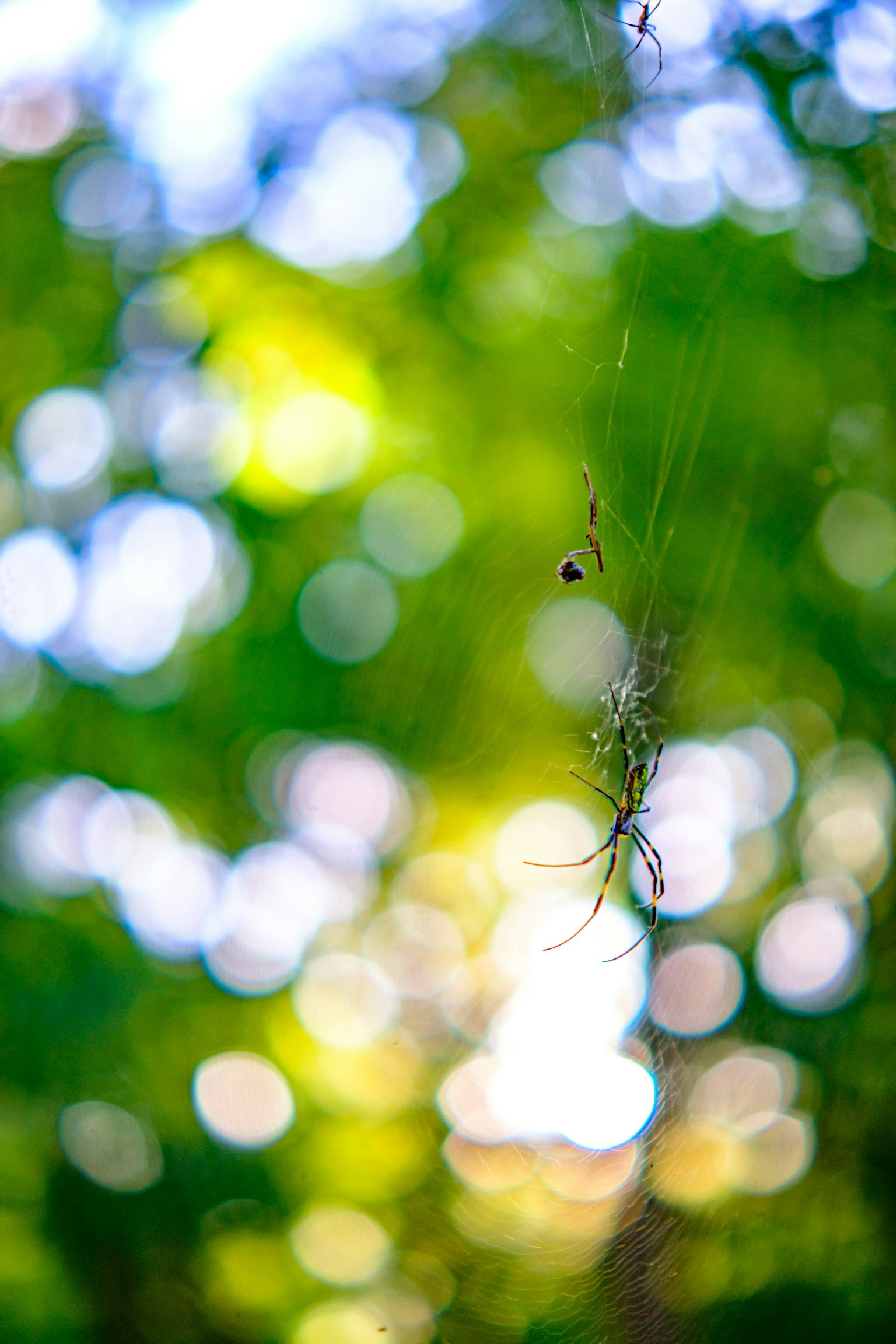 Araignée et toile suspendues sur un fond vert flou