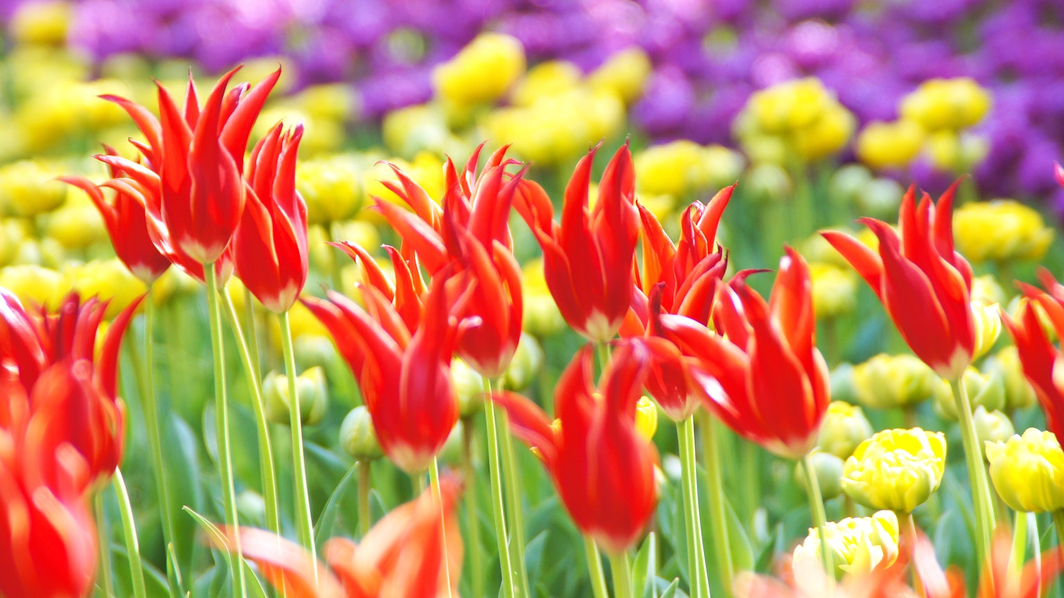 Jardin de fleurs vibrant avec des tulipes rouges et des fleurs jaunes
