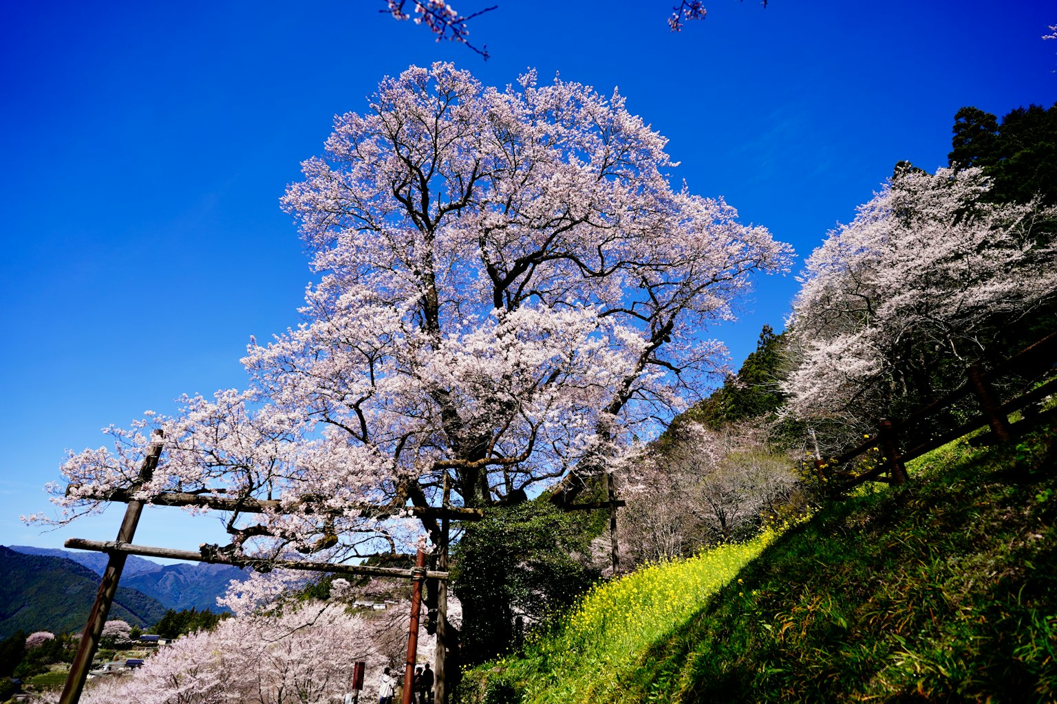 蓝天下的樱花树和绿色草地