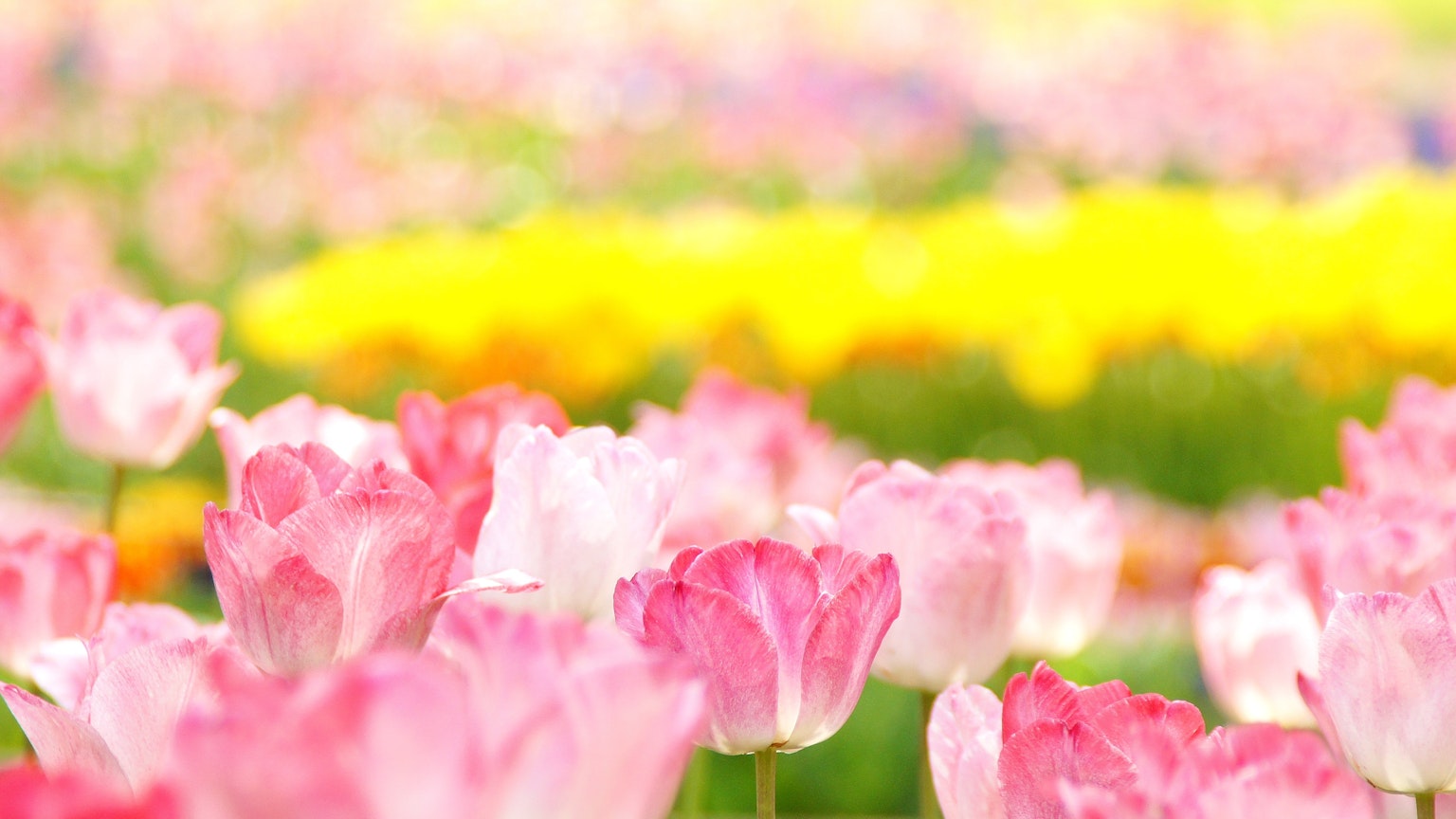 Campo de tulipanes rosas en flor con un fondo borroso de flores coloridas