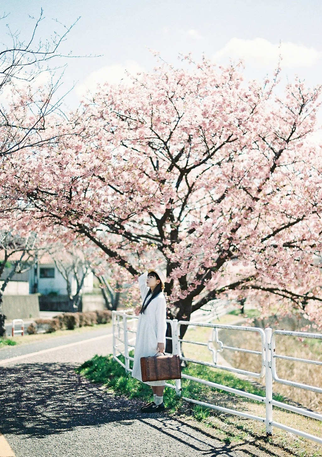 벚꽃나무 아래 길에서 흰 코트를 입은 인물