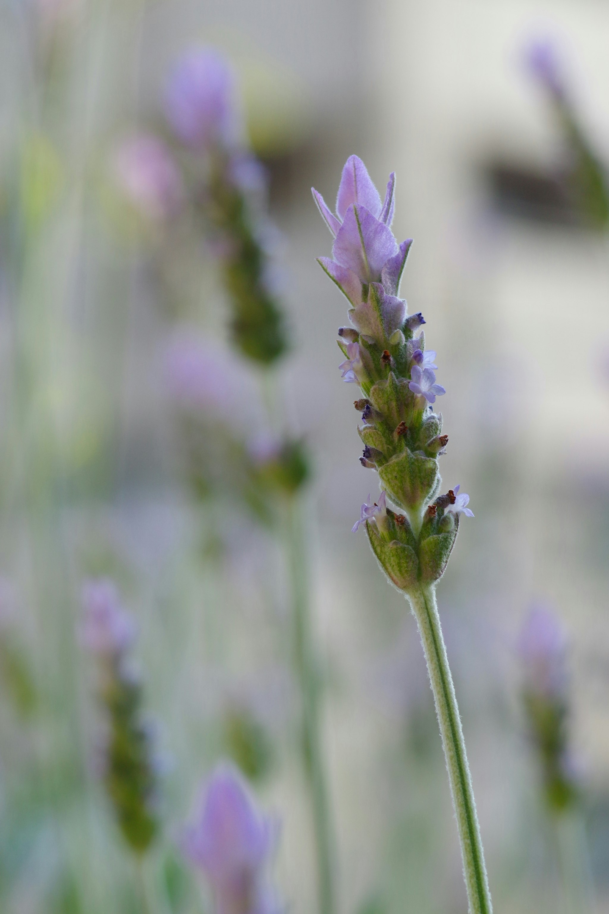 Makroaufnahme von violetten Blütenähren mit unscharfem Hintergrund