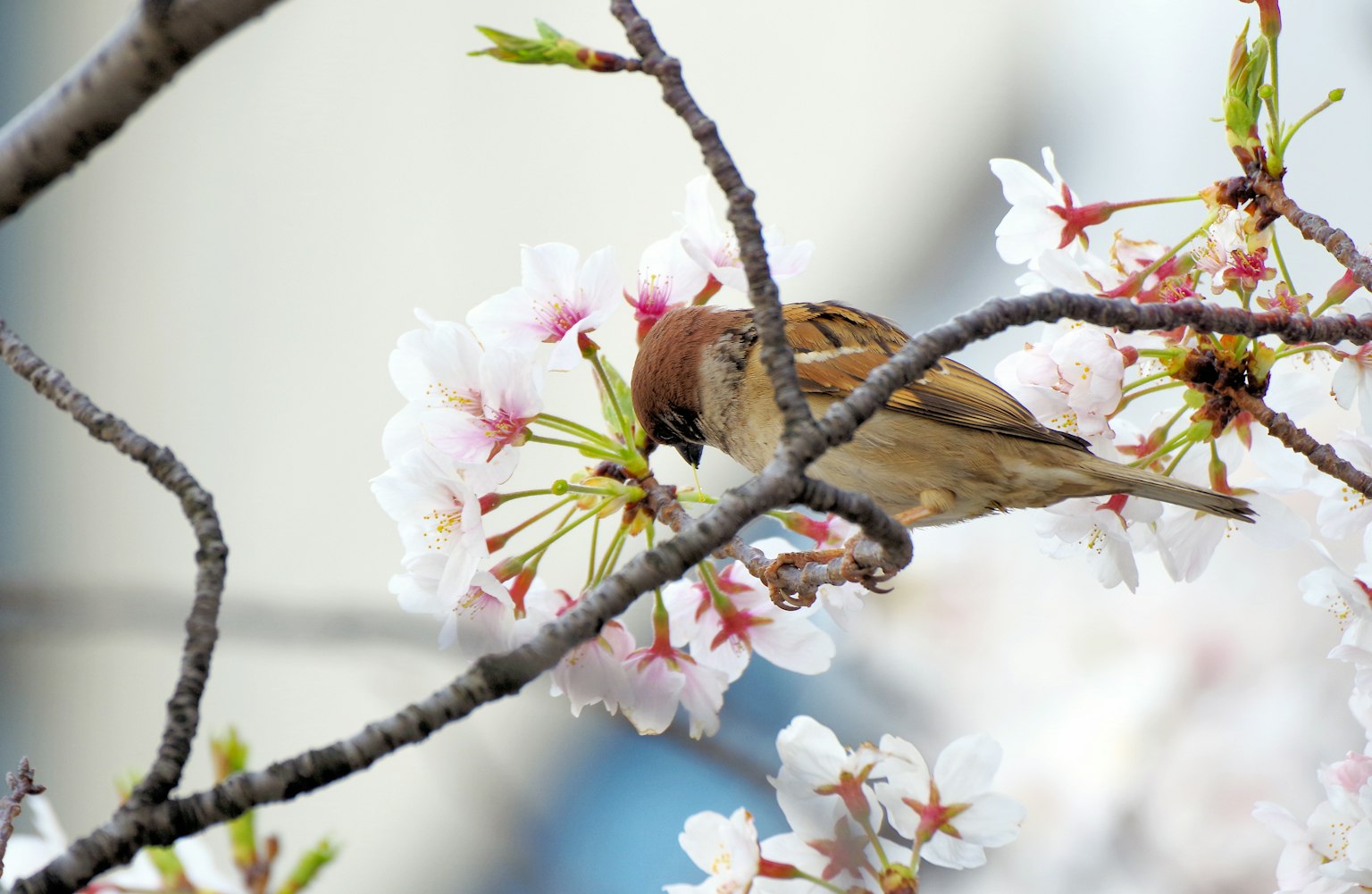 Un petit oiseau se nourrissant de fleurs de cerisier parmi les fleurs