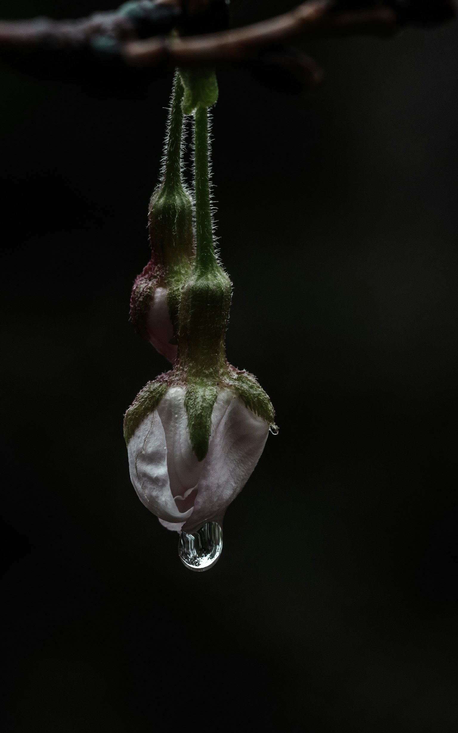 花のつぼみが暗い背景に吊るされている 水滴がついている