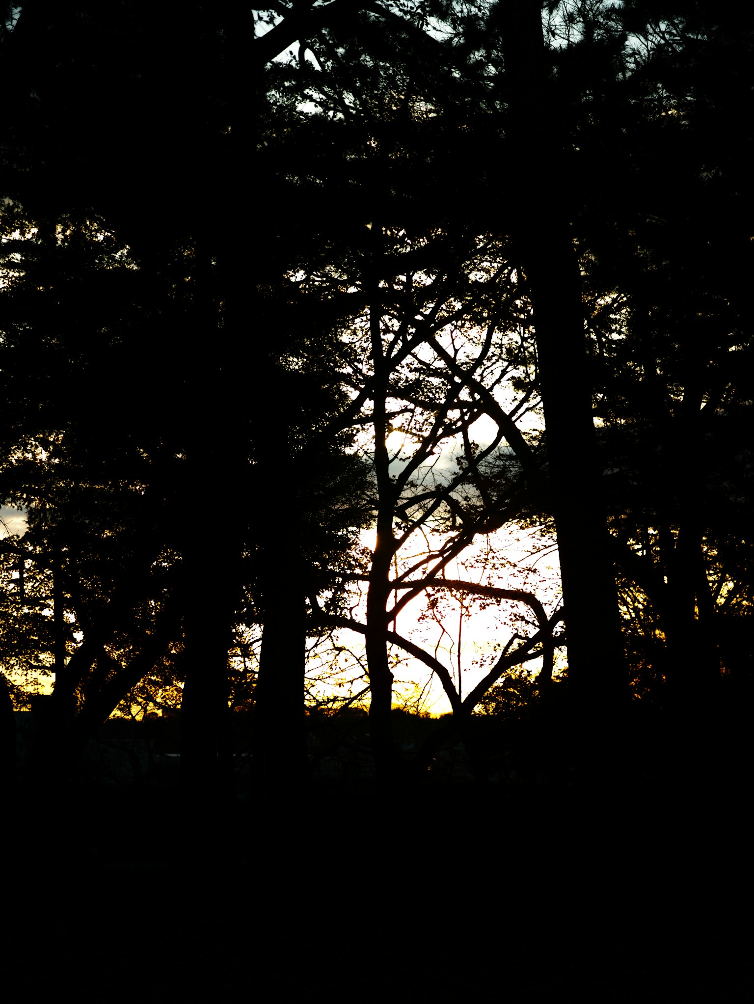 Silhouette d'arbres au crépuscule avec un ciel coloré