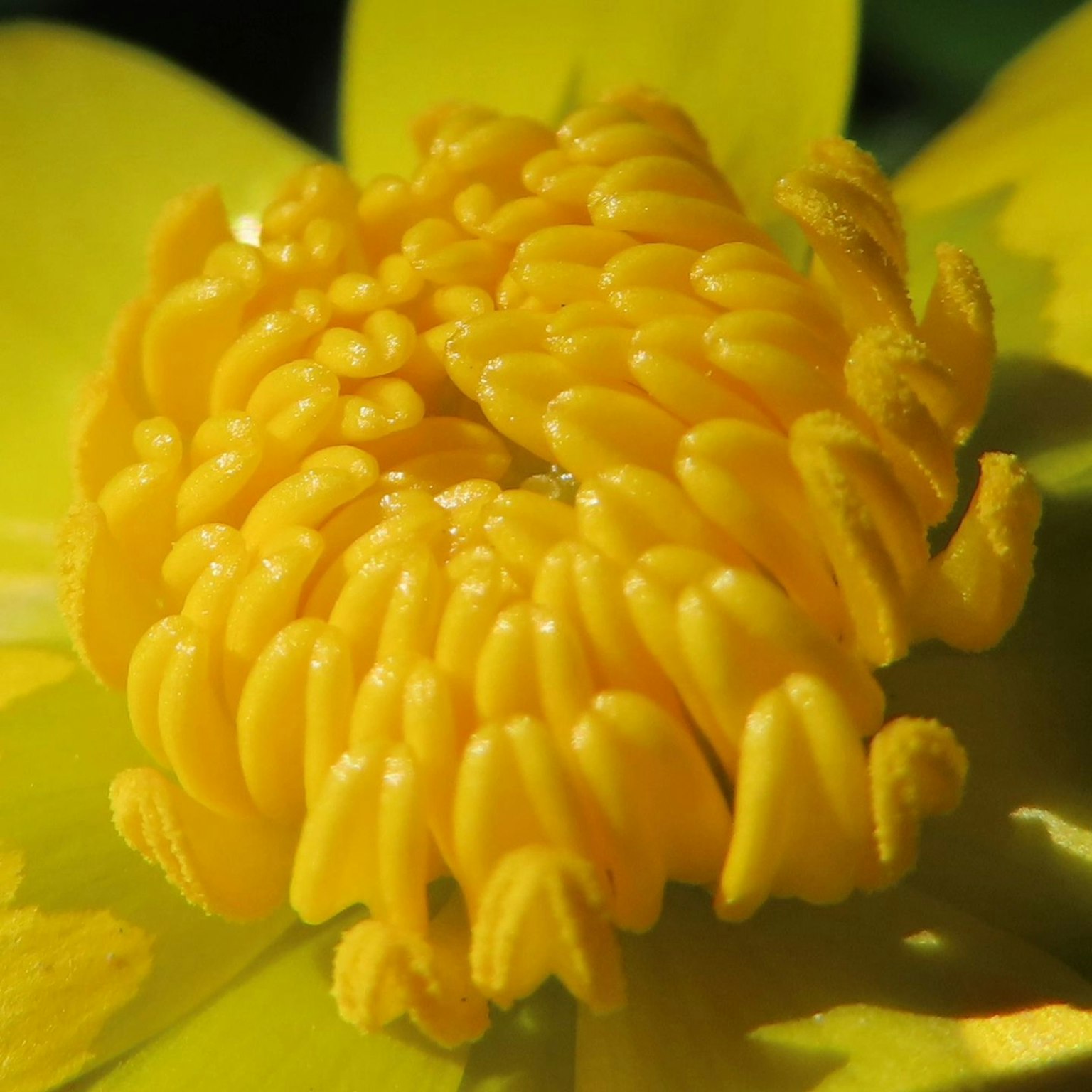 鮮やかな黄色の花の中心部のクローズアップ画像