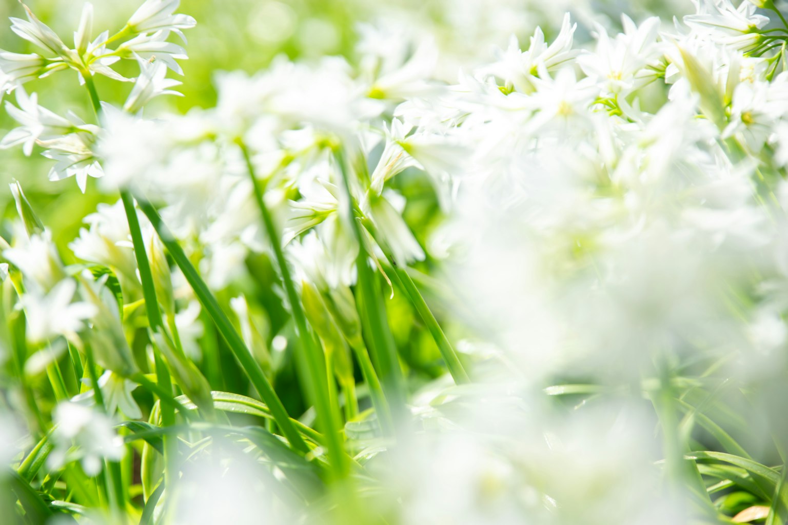 Una bellissima scena di fiori bianchi e foglie verdi