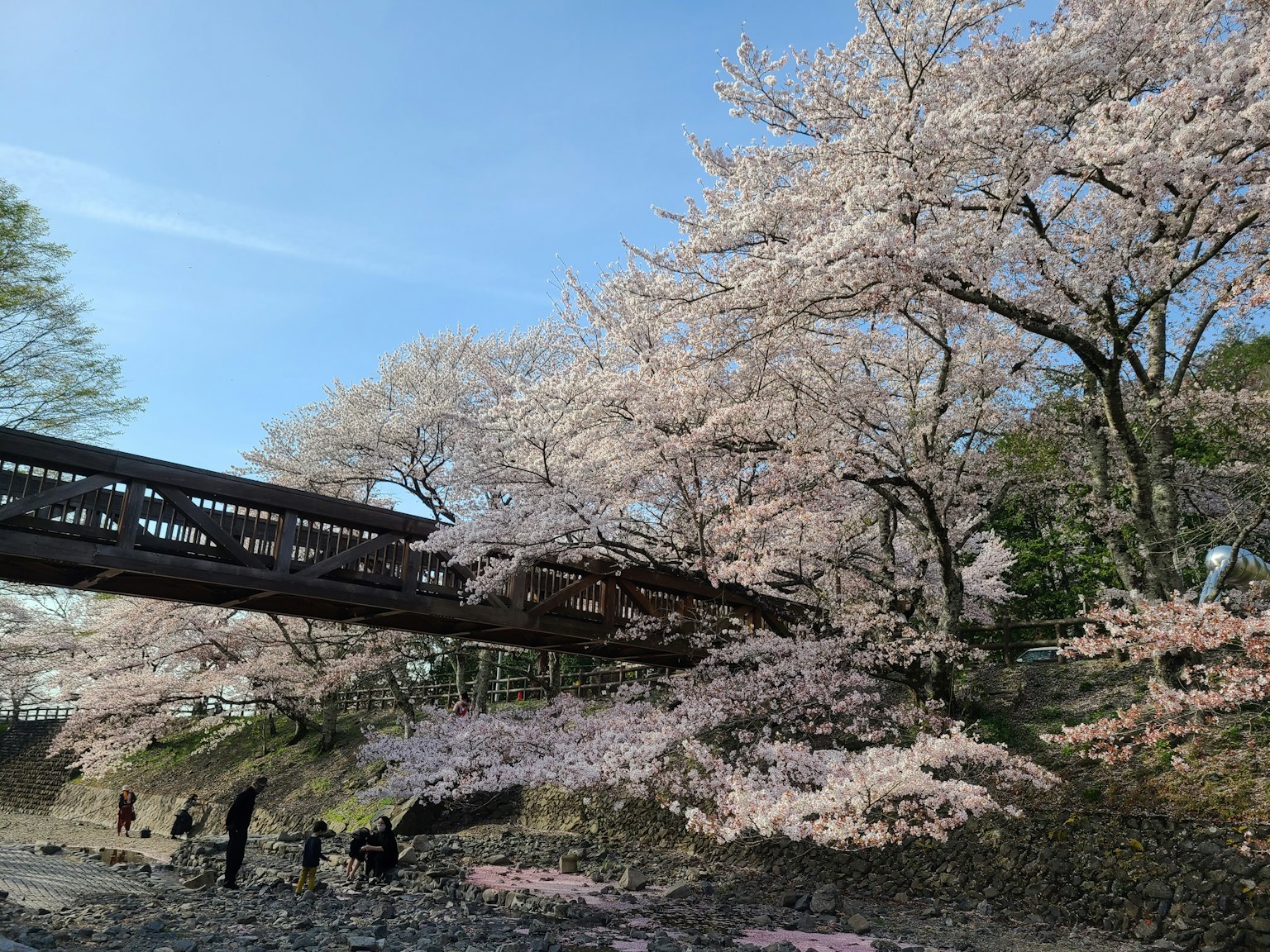 Pemandangan indah pohon sakura dan jembatan