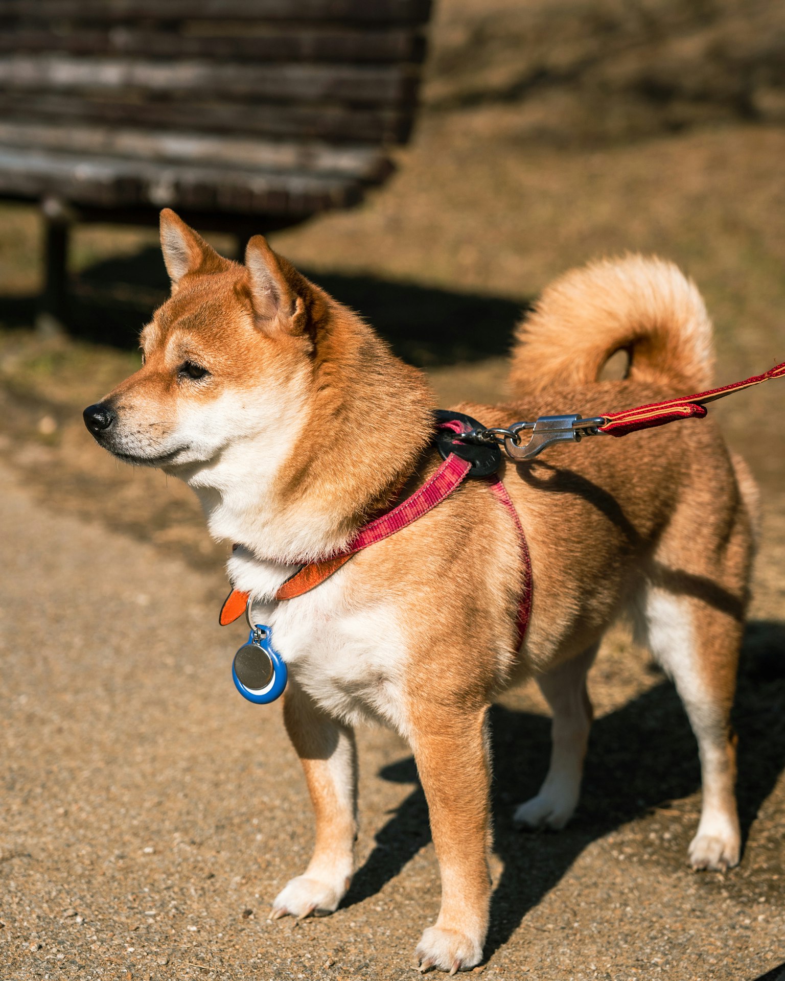 Chó Shiba Inu nâu có dây xích trong công viên