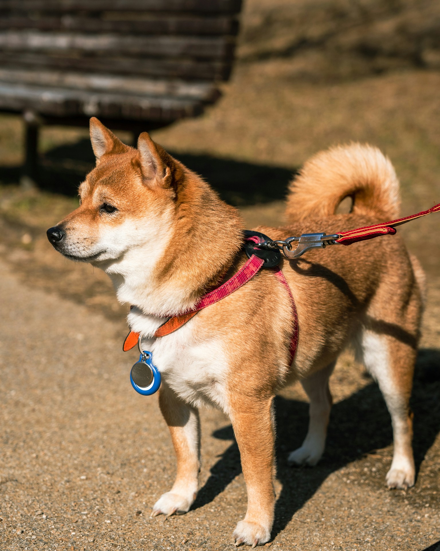 Brauner Shiba Inu mit Leine in einem Park