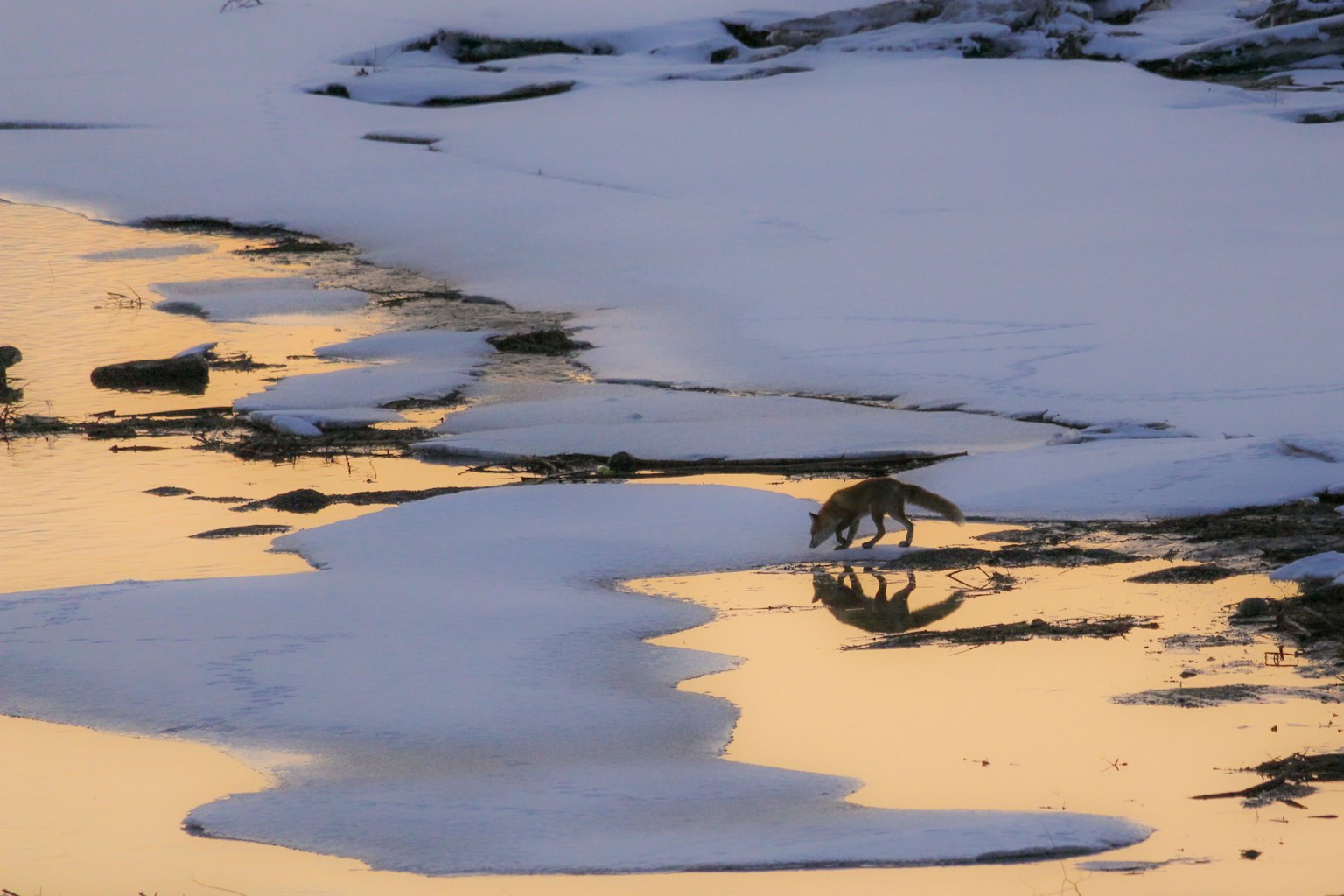 Tier, das auf Eis und Schnee geht, mit Reflexion im Wasser