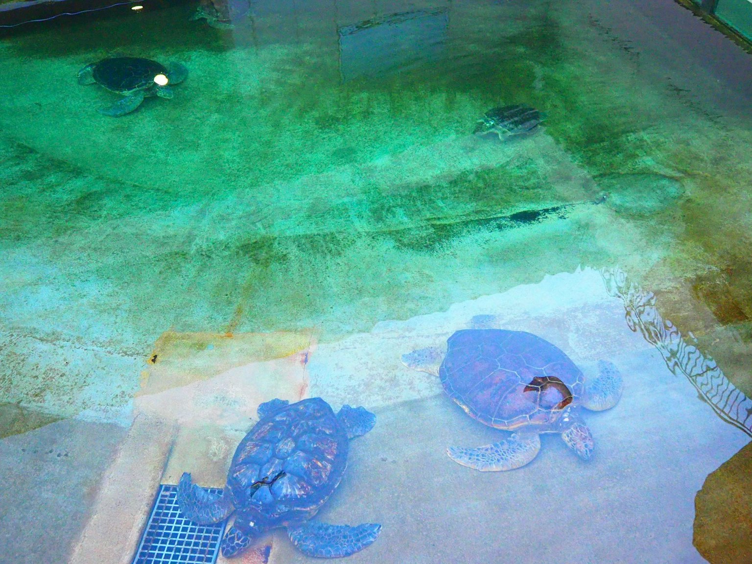 Zwei Schildkröten, die am Boden eines grün gefärbten Pools ruhen, mit einer kleinen Schildkröte, die schwimmt
