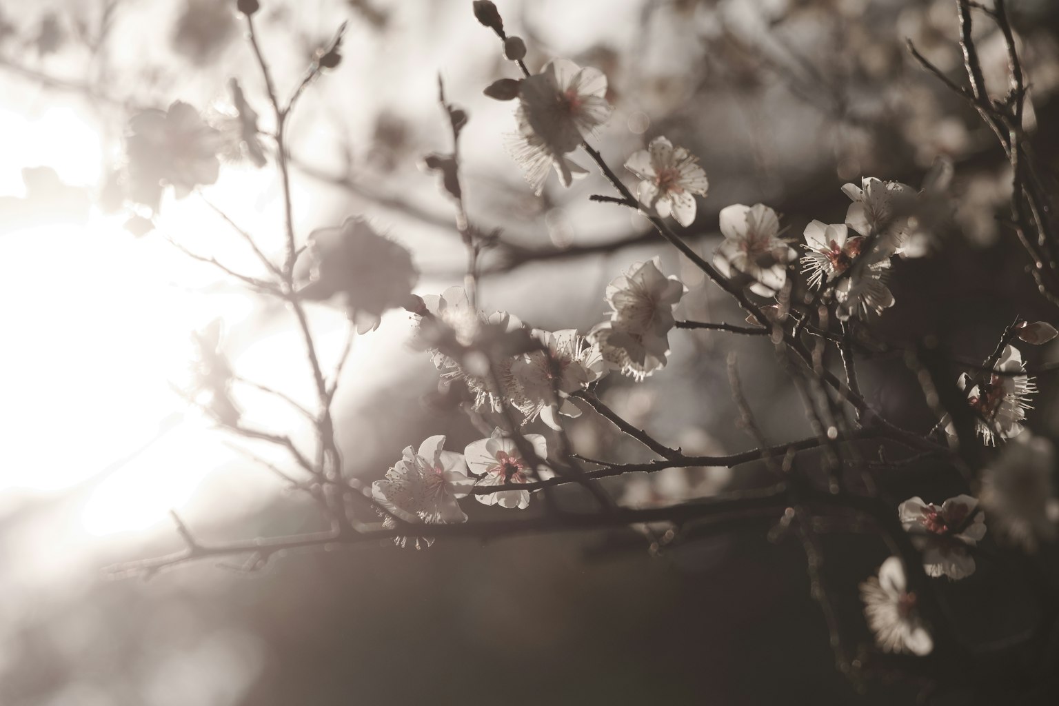 Primer plano de flores de cerezo y ramas iluminadas por luz suave