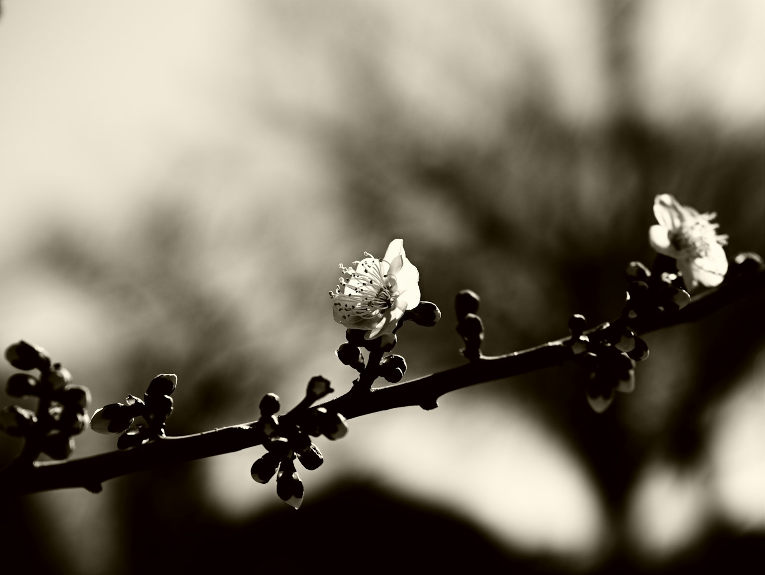 Gros plan d'une branche de fleur en fleurs sur un fond noir et blanc