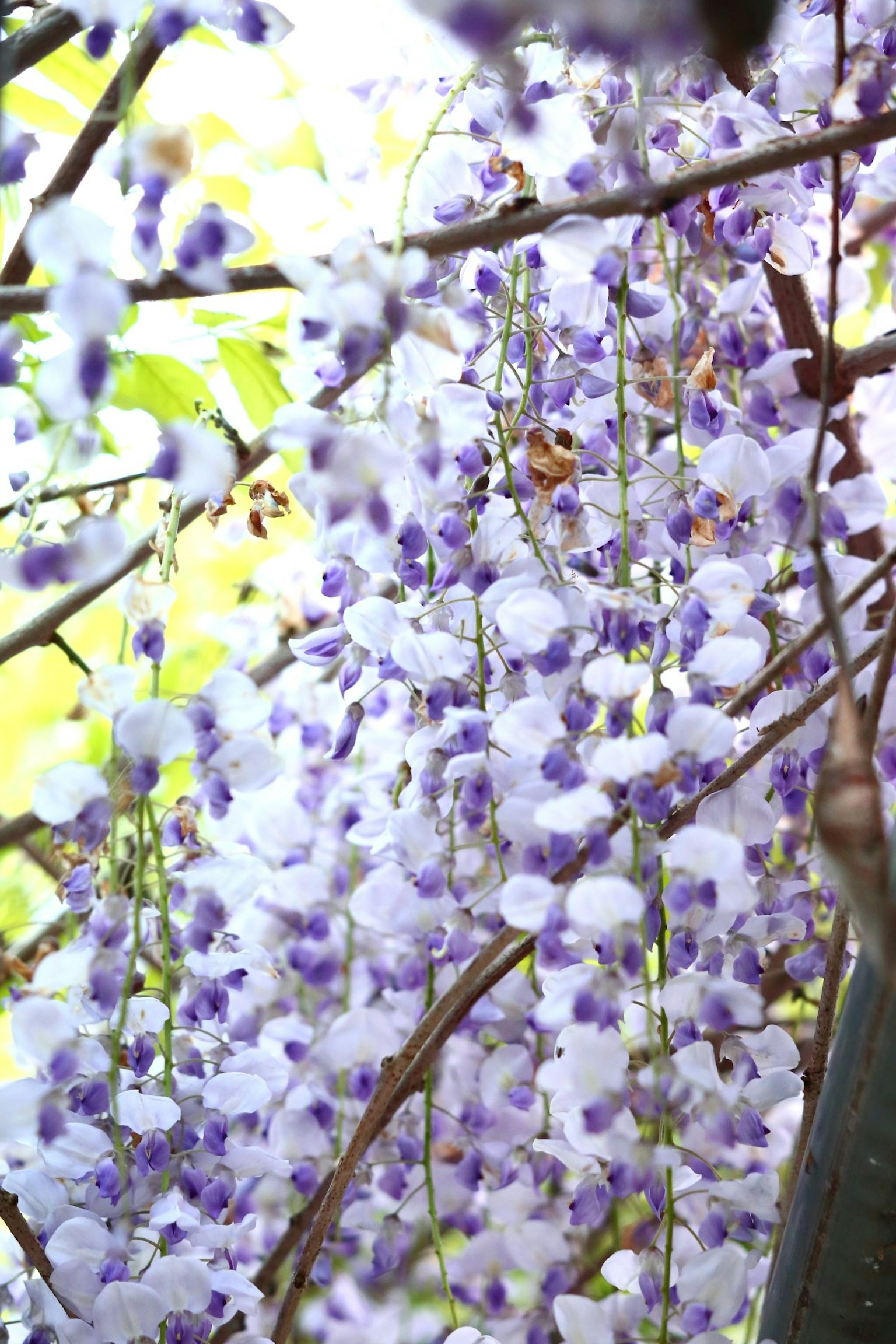 Blauregenblüten hängen in lila Schattierungen