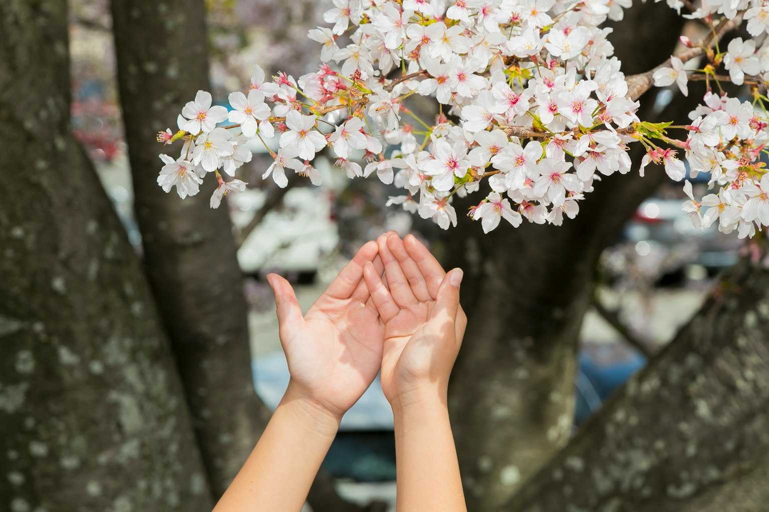 Tangan anak yang menjulur di bawah pohon sakura