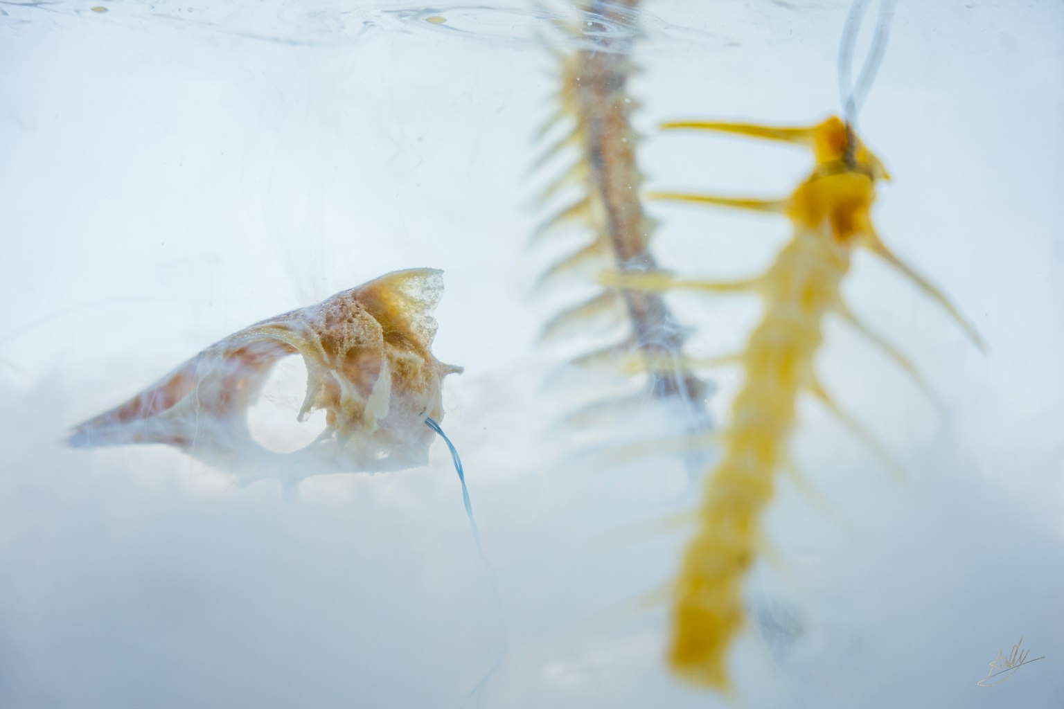 A photograph of a shell and fish bones submerged in water