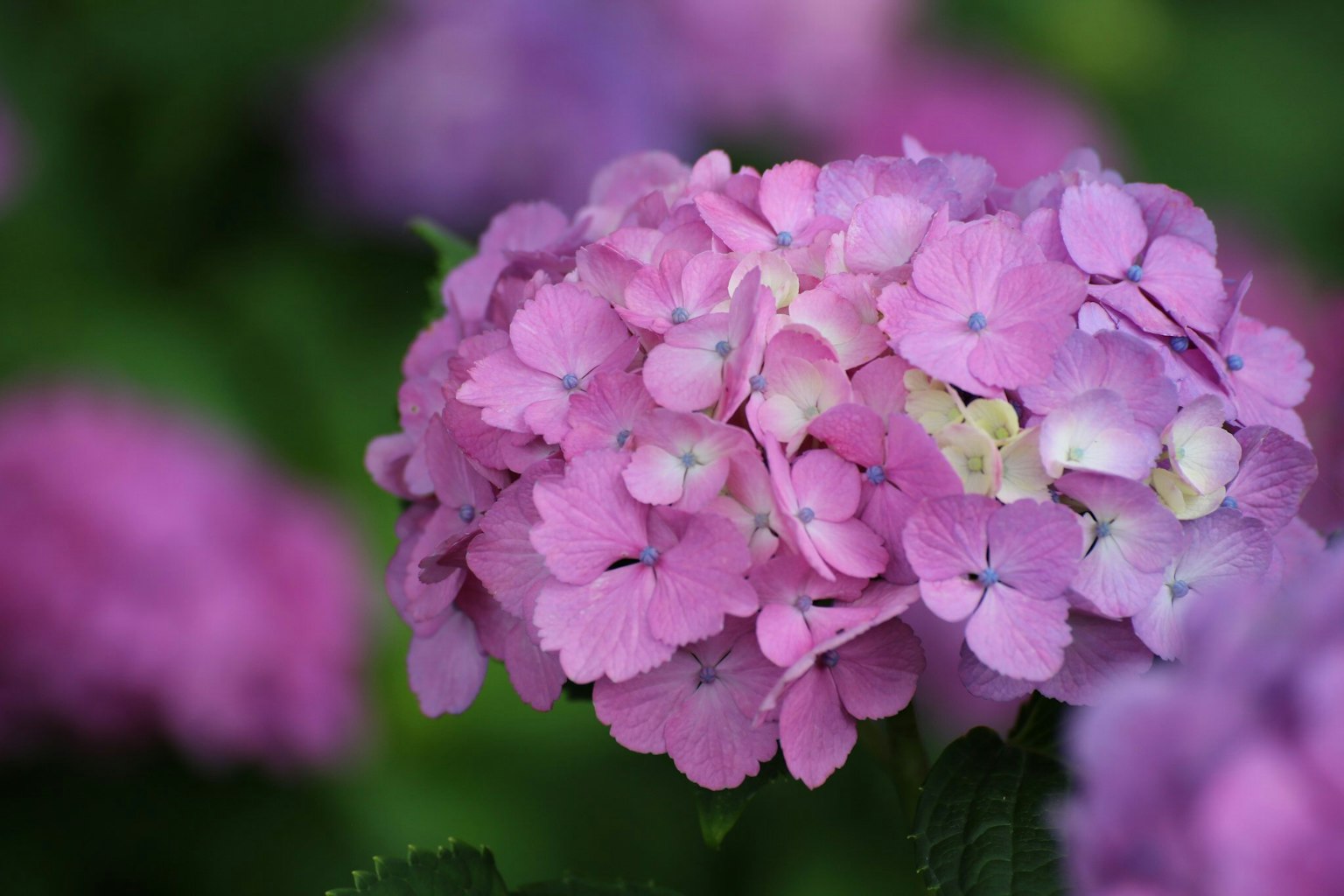 Primo piano di fiori di ortensia rosa vivaci