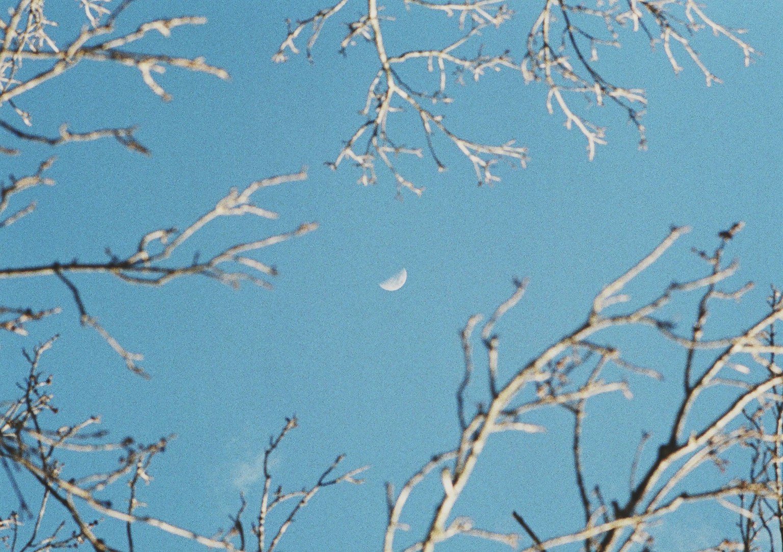 Branches d'arbres nues encadrant un ciel bleu clair avec une lune croissante blanche