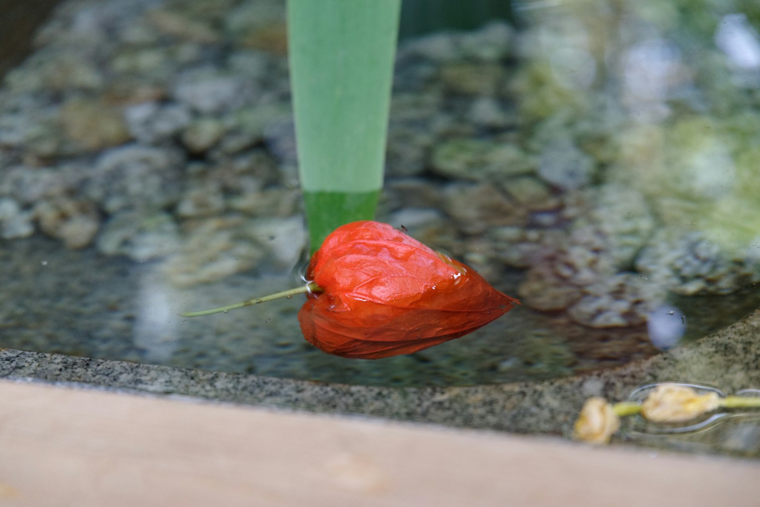 水面上漂浮的紅草莓和綠色葉子