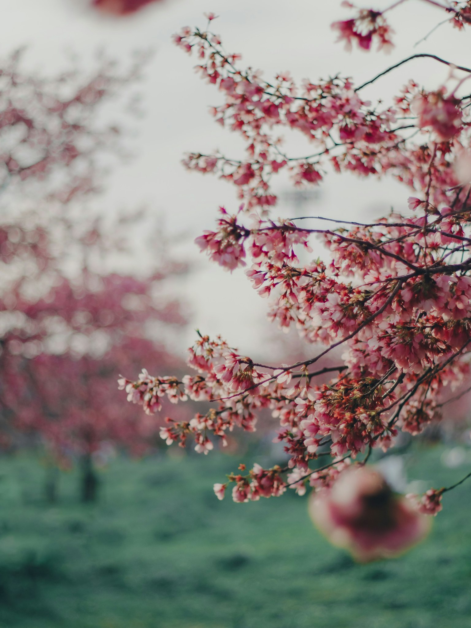 Close-up of cherry blossom trees in bloom with green grass in the background